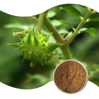 Baisfu plant extract Brown powder AmericanTribulus Terrestris P.E total saponins content 20%-90% used in food additives