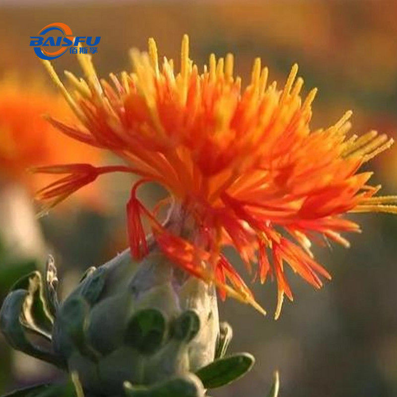 Natural Extract Food Coloring Safflower Yellow Color Yellow Color Powder