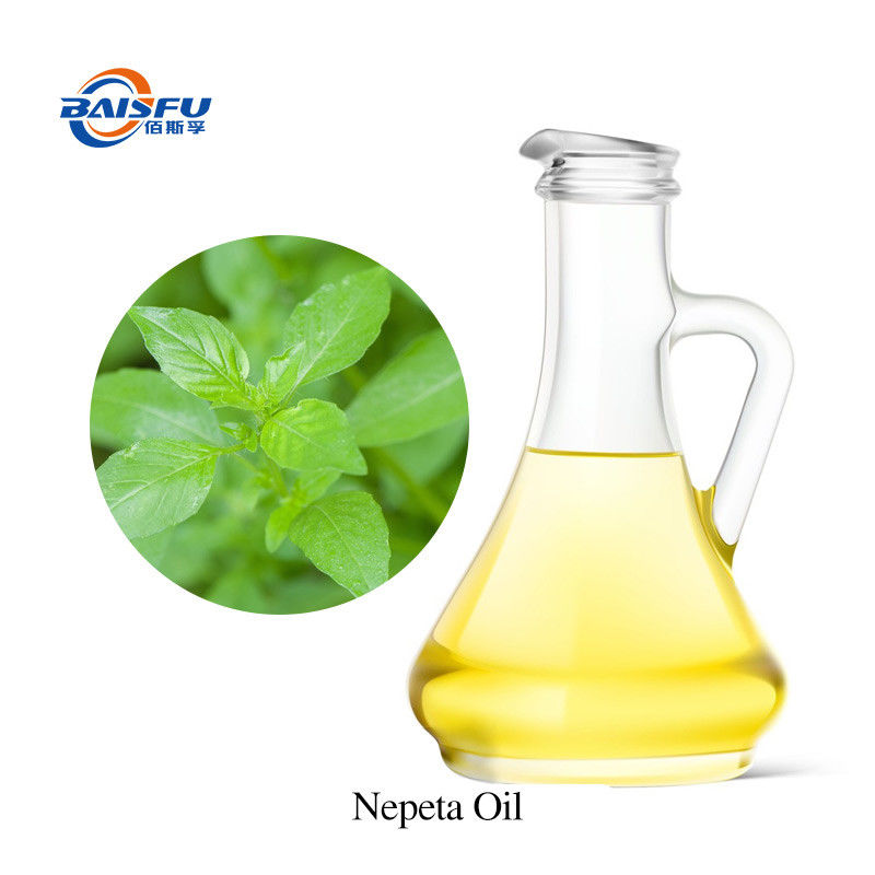 Natural Plant Oils Nepeta Oil CAS 8006-99-3 Free Samples Nepeta Cataria Essential Oil