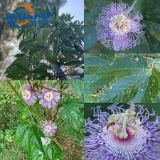 100% naturals plant extract ration 101 powder Passion Flower Extract