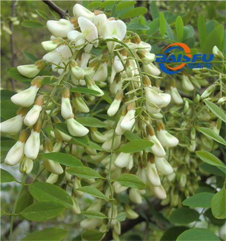 Baisfu Plant Powder 98% colorless crystal Best Quality Of Rhamnose used in condiment CAS 3615-41-6