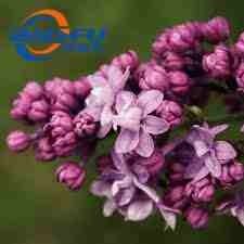 Baisfu plant extract powder 90% powder Best selling Bud Extract Powder, Flos Geused in food additive