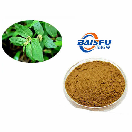 baisfu Brownish yellow powder Best Small Centipeda Herb.P.E Hot Selling Specification 4:1
