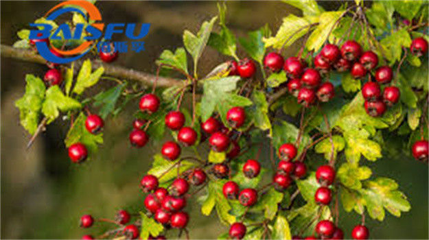 Shaanxi Baisfu plant extract Red Brown Powder 80 mesh  Food Grade More than 10% flavonoid use in Snacks, beverages, bread
