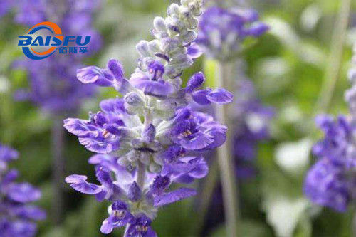 Baisfu White Powder GMP Manufacturer Offer Carnosol 98% Carnosol CAS NO.5957-80-2
