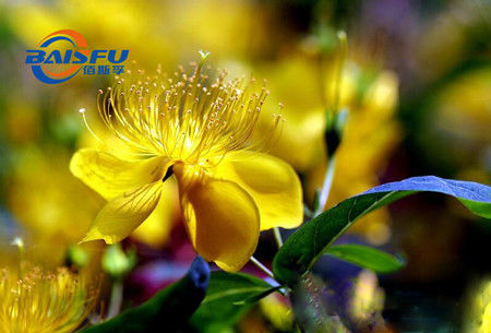 Baisfu Yellow Powder Natural High Quality Hyperin Hot Selling With Factory Price CAS NO. 482-36-0