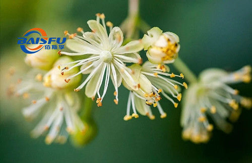 Baisfu White Fine Powder Natural High Quality Tiliroside Hot Selling With Factory Price CAS NO.20316-62-5