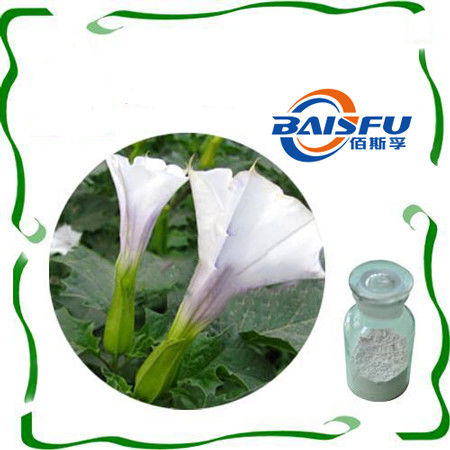 Baisfu White Fine Powder Natural High Quality Scopolamine Hydrobromide Hot Selling CAS NO.114-49-8