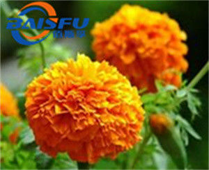 Hot selling high quality Orange red powder Marigold Flower Extract zeaxanthin lutein