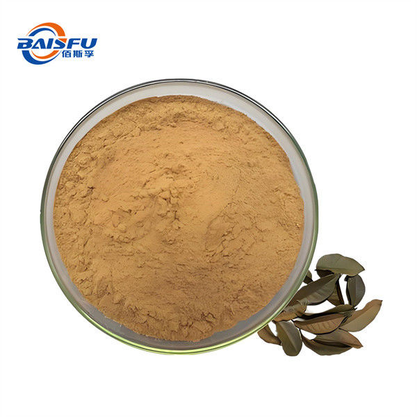 Natural Gymnemasylvestre Powder for Medical Purposes Cold Temperature Storage