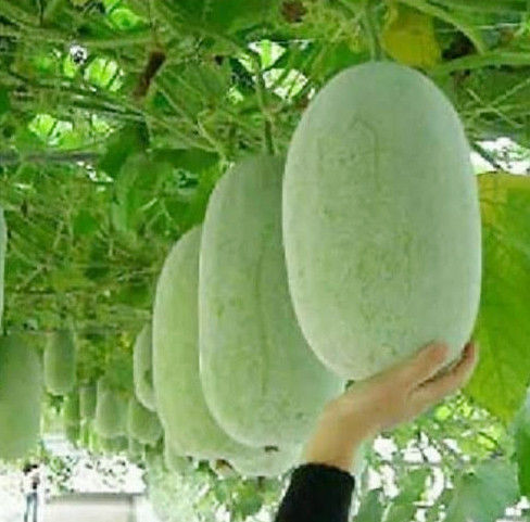 HALAL Winter Melon Flavor CONCERNTRATED FOOD FLAVORINGS Food Flavor For Bakery Use Aroma Fragrance