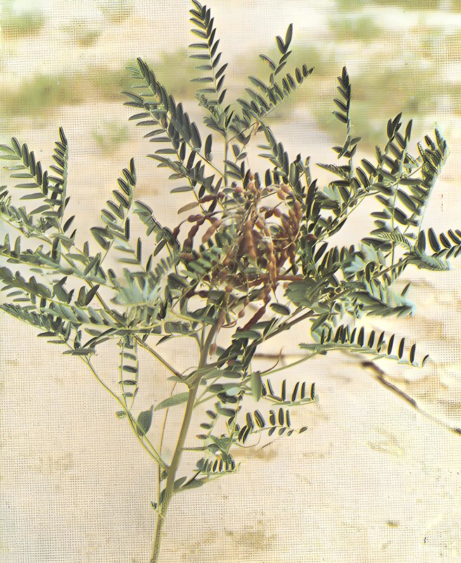 Shaanxi Baisfu plant extract  White fine powder Sophoridine/ Allomatrine/SOP CAS No.: 6882-68-4/ 83148-91-8 Food Grade