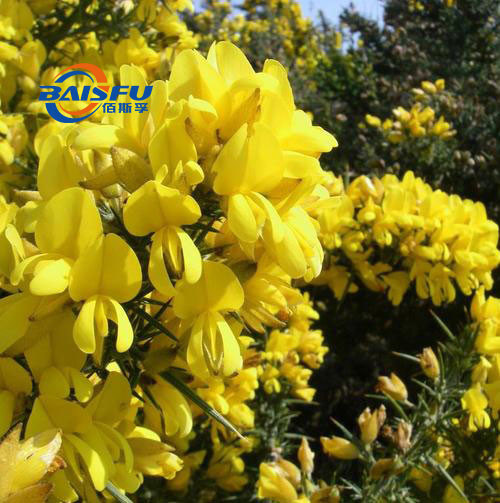 Supply GMP Factory Supply Spartium Junceum Extract Cytisine 98% Cytisine/Sparteine/Baptitoxine