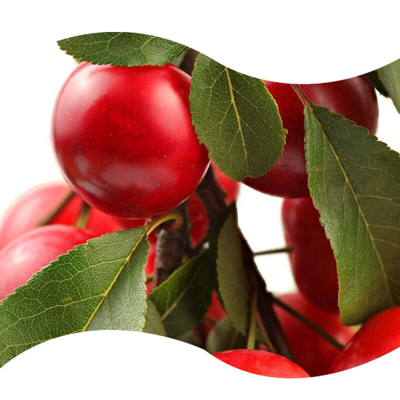 Natural Red Plum Flavor for Plum Sorbet Ice Cream Frozen Yogurt and Popsicle