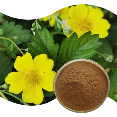 Baisfu pure natural Cinquefoil Herb.P.E best quality brown yellow fine powder For cosmetic and Health supplements