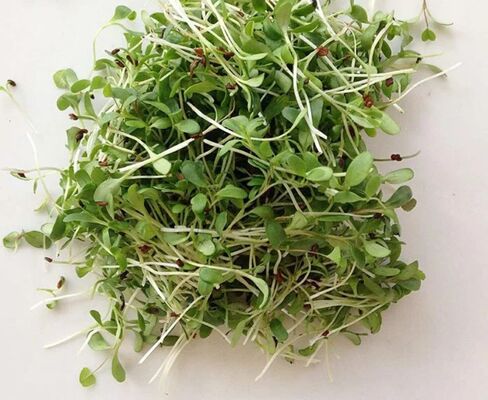 Highly concentrated for Alfalfa Aroma scent 100% Alfalfa Flavor Essence Flavor and Fragrance